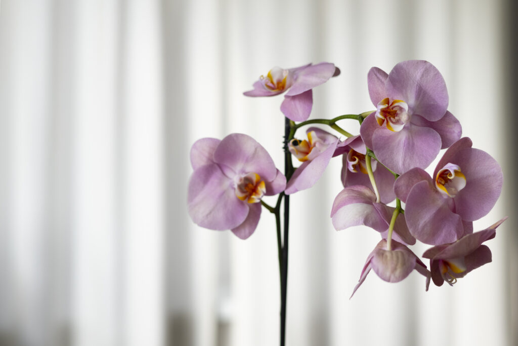 Przesadzanie storczyków: kiedy i jak dbać o zdrowe korzenie i kwitnienie 2 close up beautiful orchids