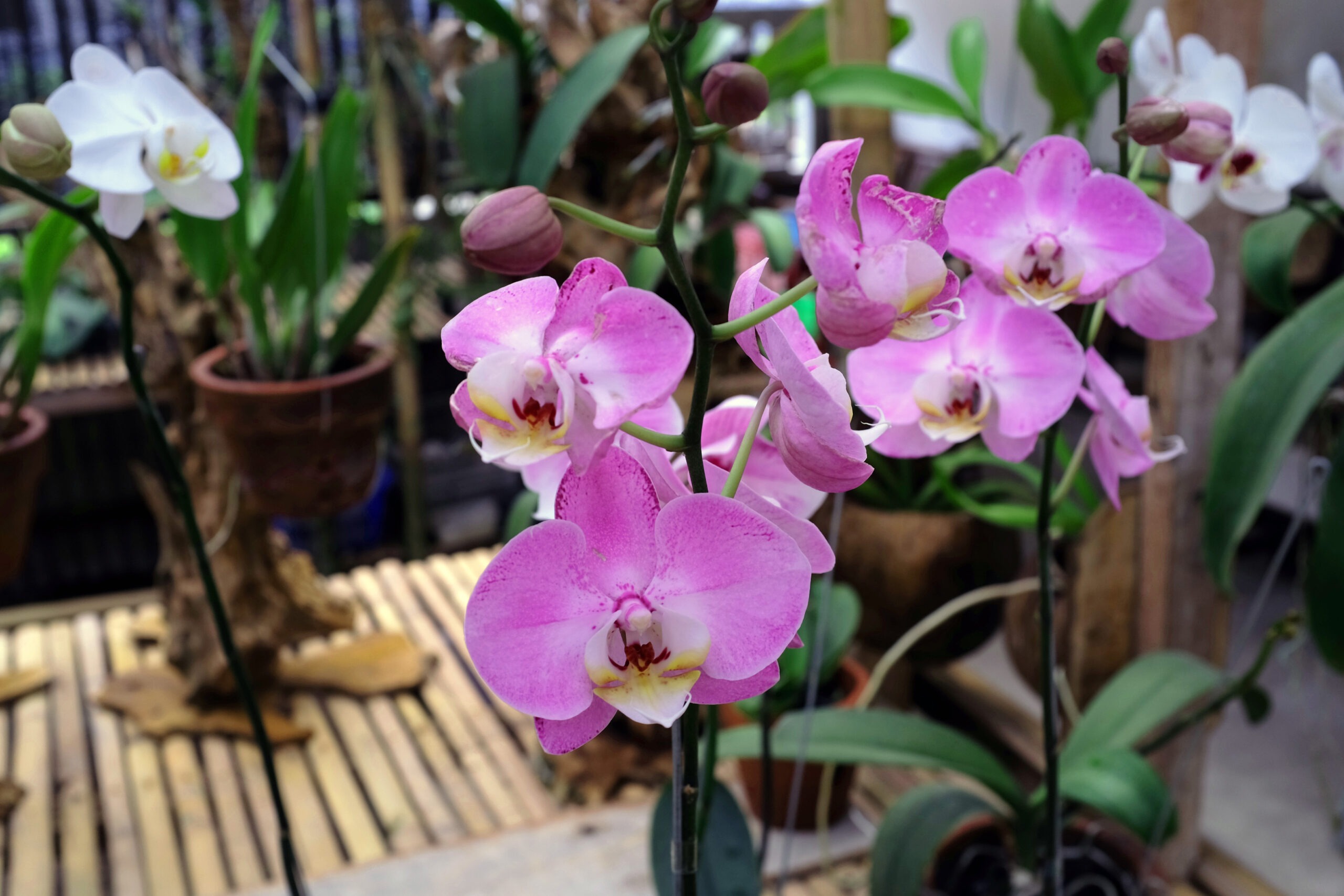 Przesadzanie storczyków: kiedy i jak dbać o zdrowe korzenie i kwitnienie 1 orchid flower ornamental plants are very beautiful scaled