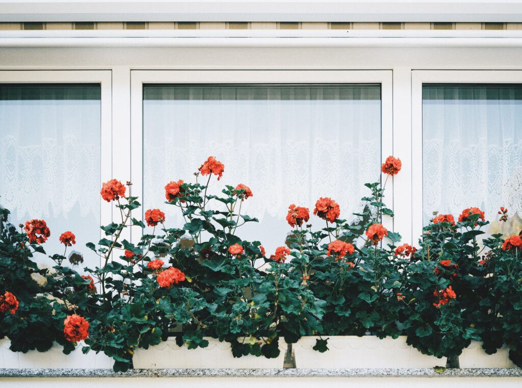 pelargonie balkon