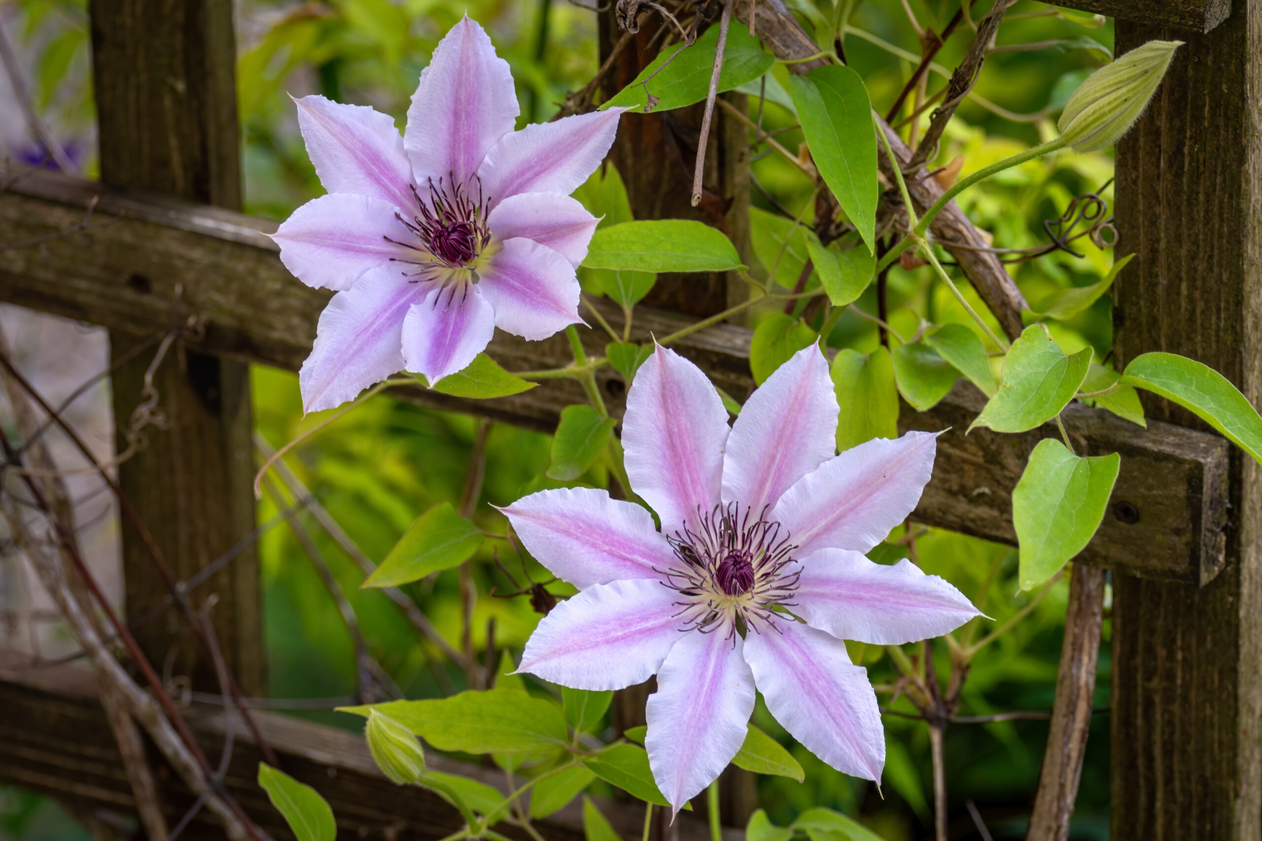 ujecie pieknych fioletowych kwiatow clematis lomonos w pelnej krwi scaled