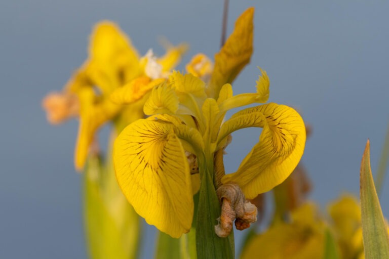 Kosaciec żółty (Iris pseudacorus) – wygląd, uprawa i zastosowanie 18 1677507