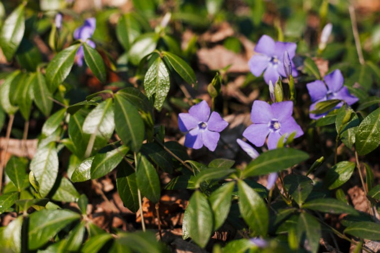 Barwinek pospolity (Vinca minor) – właściwości, zastosowanie, uprawa, toksyczność 25 2148164025