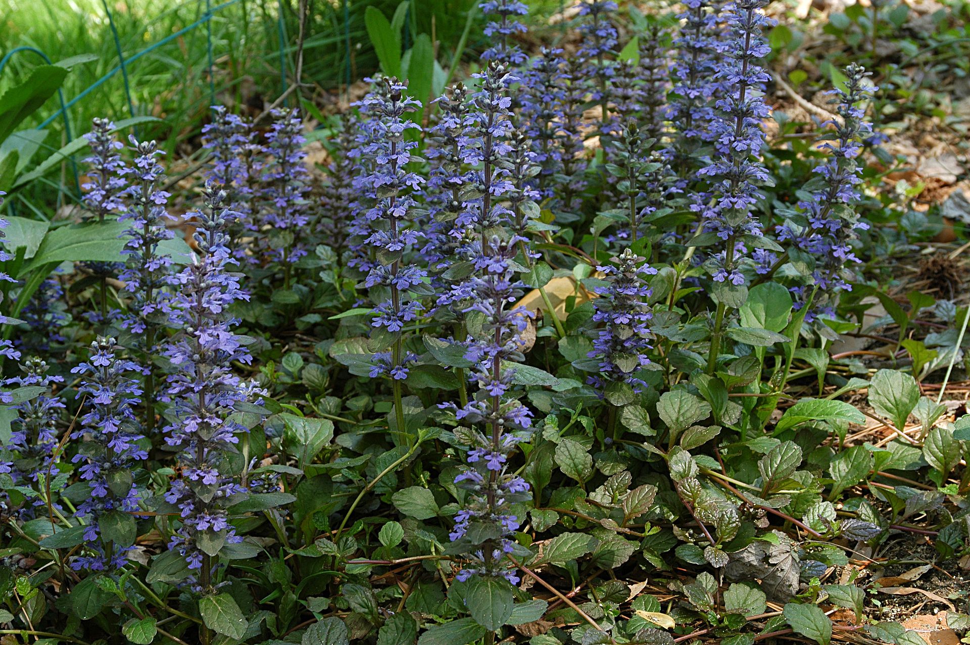 Dąbrówka rozłogowa (Ajuga reptans) – uprawa, właściwości i zastosowanie 1 G. Edward Johnson - Own work