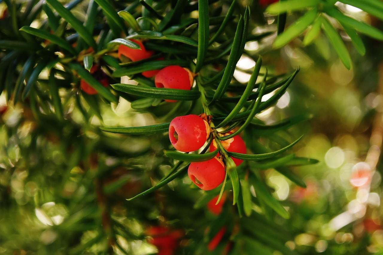 Cis pospolity (Taxus baccata) – charakterystyka, właściwości i znaczenie 1 european yew 1783077 1280