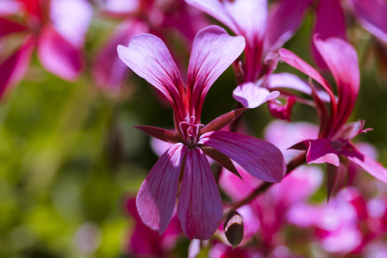 Co siać w październiku? Jakie warzywa i rośliny ozime wysiewać jesienią? 7 funkia
