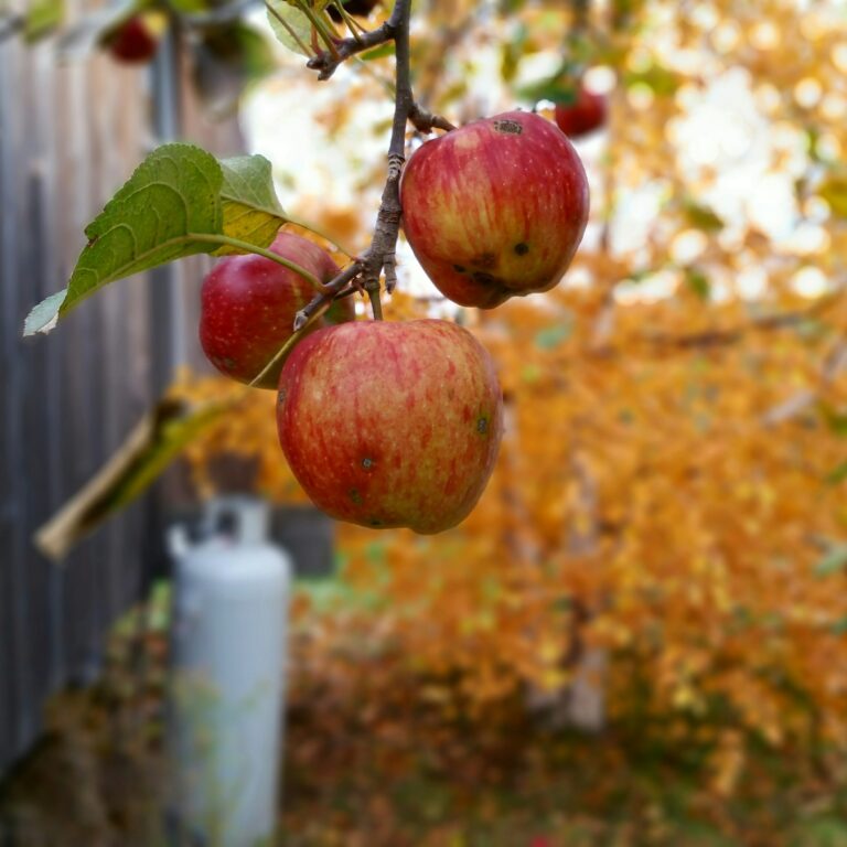 Parch jabłoni - objawy, przyczyny - jak zwalczać i zapobiegać 27 parch jabloni