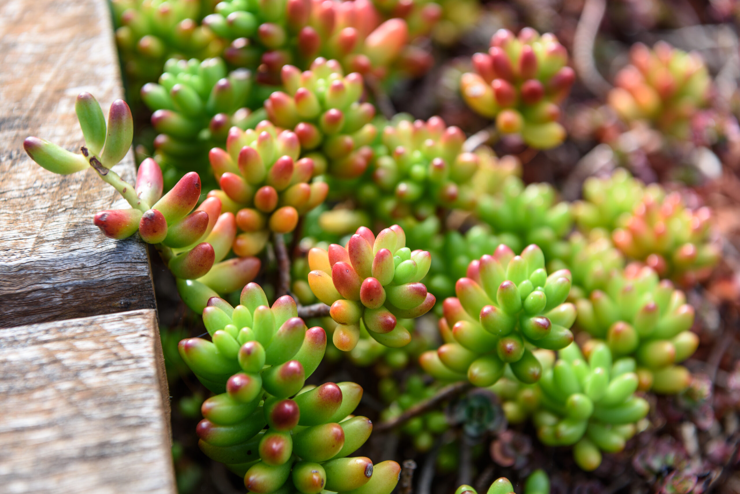 Rojniki (Sempervivum) – gatunki, uprawa i zastosowanie w ogrodzie 1 rojniki scaled