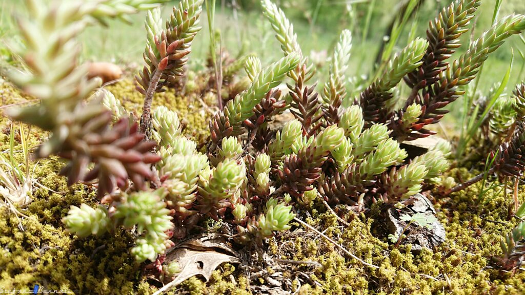 Rojniki (Sempervivum) – gatunki, uprawa i zastosowanie w ogrodzie 2 rojniki w ogrodzie