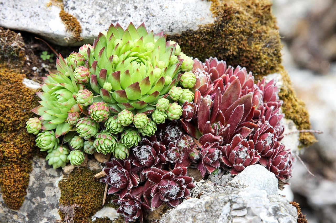 Rozchodnik – wymagania, uprawa i zastosowanie 1 stonecrop 2999477 1280