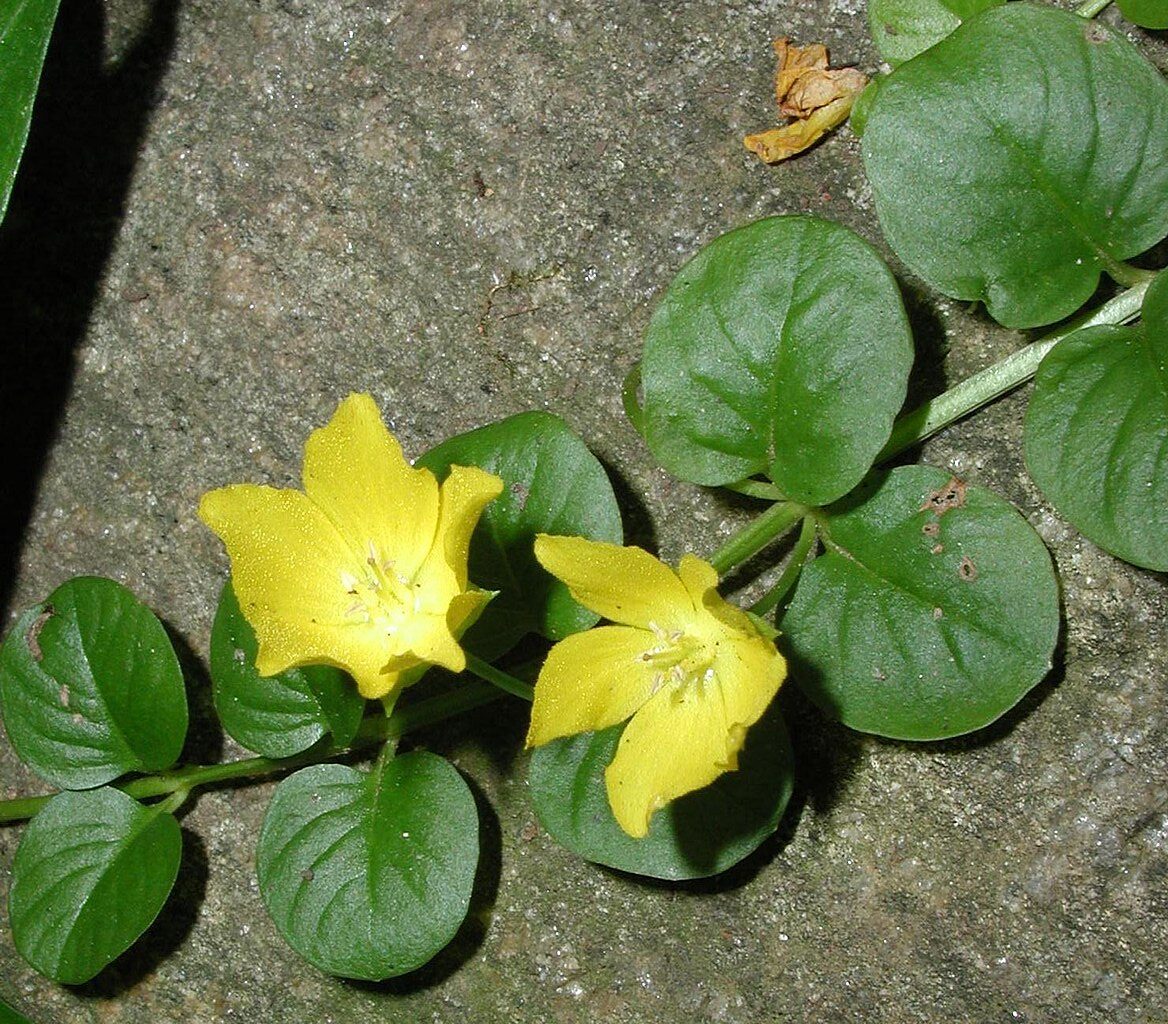 Tojeść rozesłana (Lysimachia nummularia) – kompleksowy przewodnik 1 tojesc rozeslana rotated