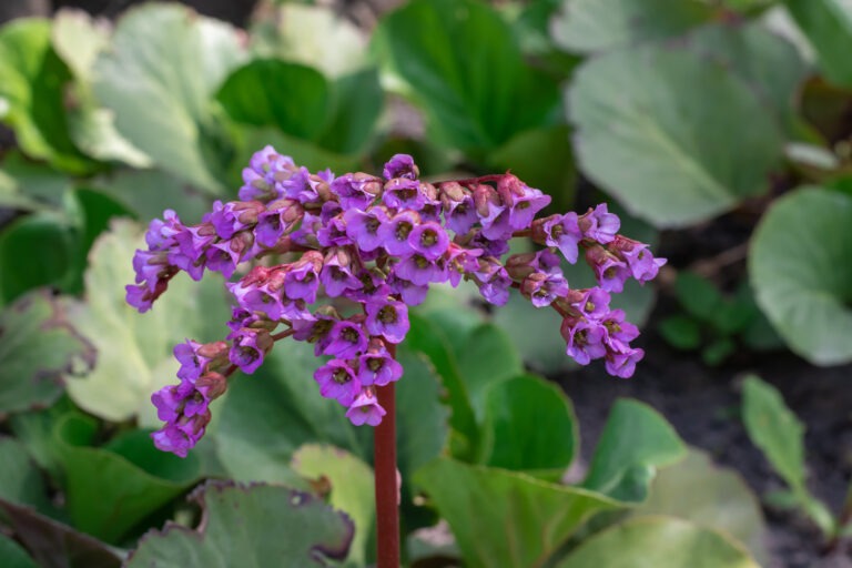 Bergenia sercowata (Bergenia cordifolia) – uprawa, odmiany i właściwości lecznicze 32 bergenia