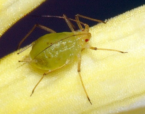 Mszyce – skuteczne sposoby zwalczania szkodników na roślinach 17 mszyca