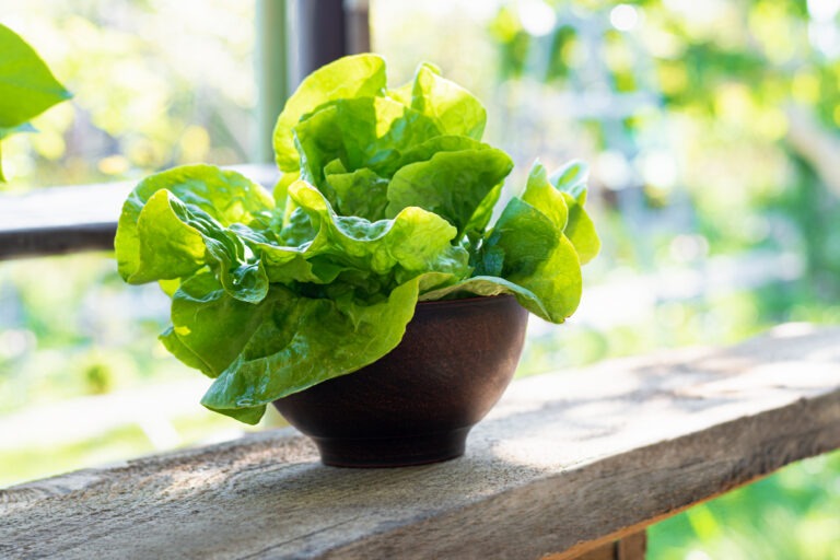 swieza salata w glinianej misce w wiosnie uprawia ogrodek zdrowy styl zycia