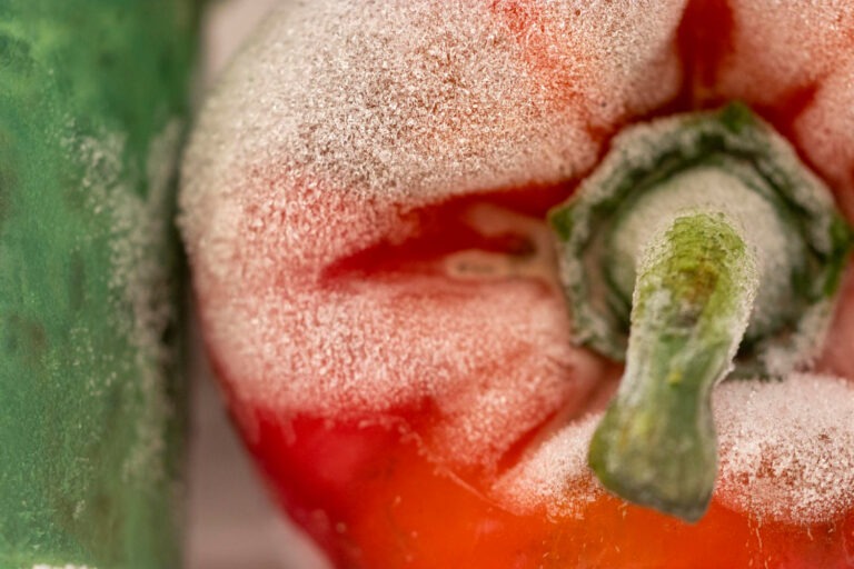 Szara pleśń – objawy, zapobieganie i zwalczanie 4 143735