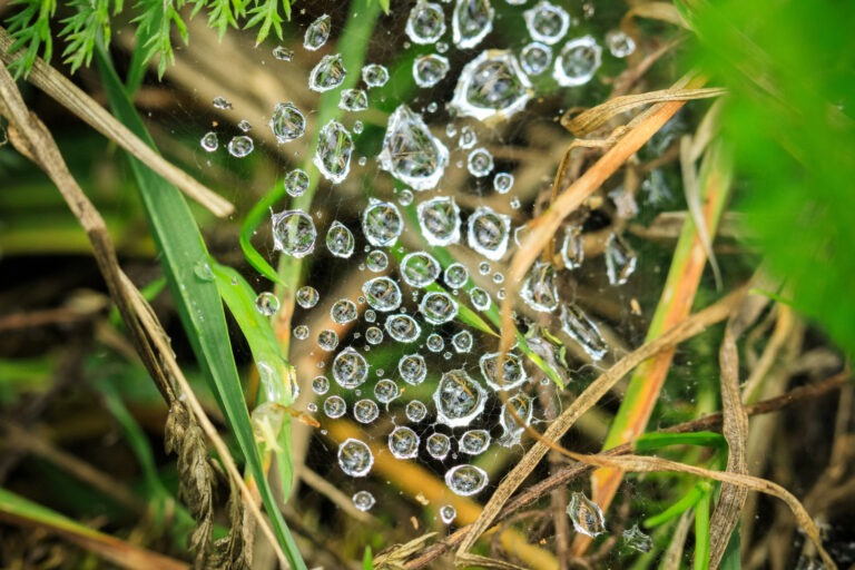 Przędziorki w tunelu foliowym – jak rozpoznać, zapobiegać i skutecznie zwalczać? 5 45794