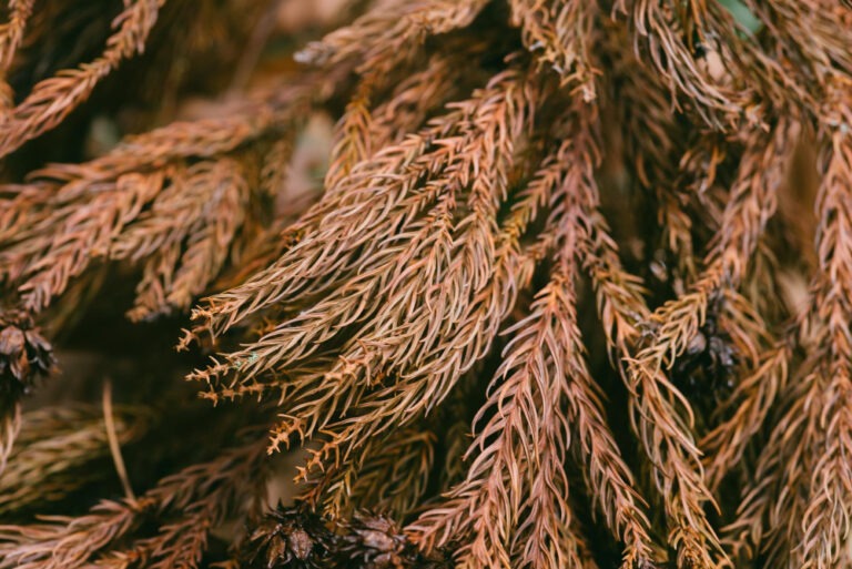 Fytoftoroza (Zgnilizna twardzikowa) – jak rozpoznać objawy, zapobiegać i skutecznie zwalczać 11 Fytoftoroza