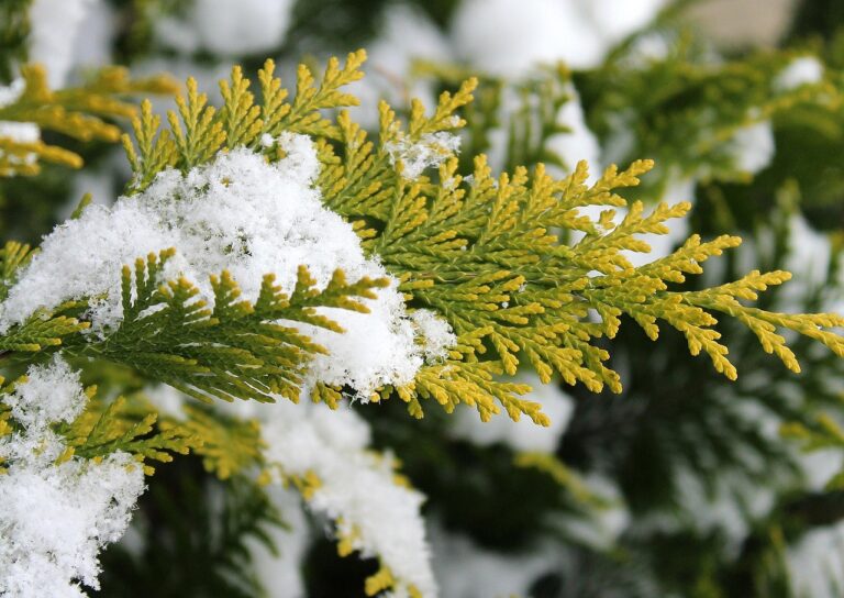 Mikrobiota syberyjska (Microbiota decussata) 6 alicja thuja 3129739 1280