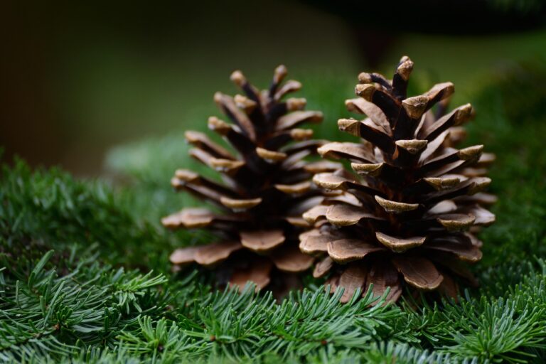 Jodła szlachetna (Abies procera) 5 congerdesign pine cone 6803226 1280
