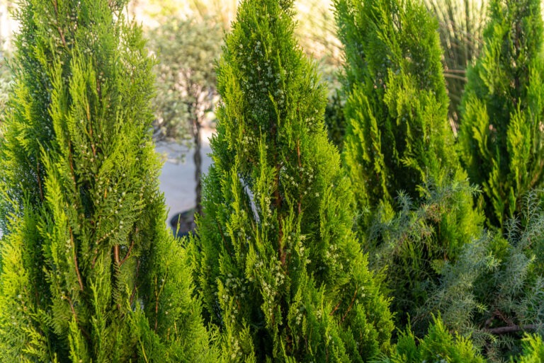 Cyprys wiecznie zielony (Cupressus sempervirens) 3 cyprys