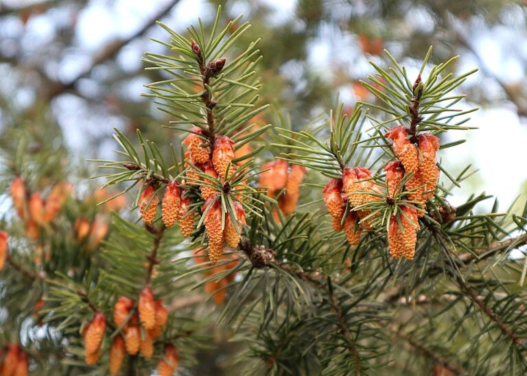 Daglezja zielona (Pseudotsuga menziesii, Pseudotsuga taxifolia) 8 jarmila douglas 5174350 1280