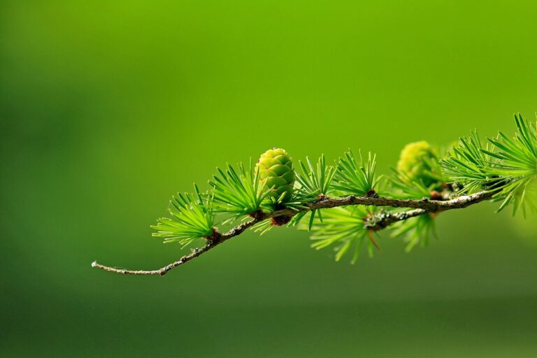 Modrzew europejski (Larix decidua) 7 jensenemark tree 163340 1280
