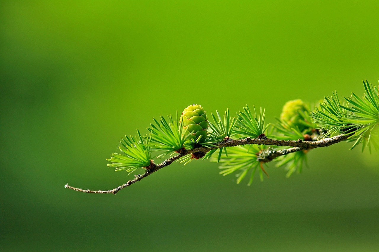 Modrzew europejski (Larix decidua) 1 jensenemark tree 163340 1280