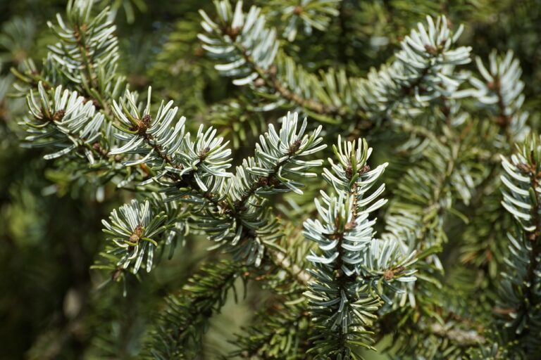 Metasekwoja chińska (Metasequoia glyptostroboides) 10 jhenning conifer 8495963 12801