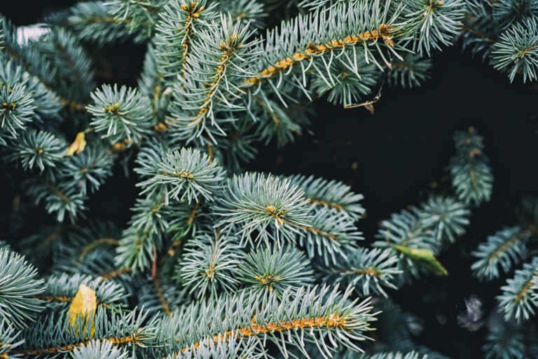 Jodła Jednobarwna (Abies concolor) 4 jodla jednobarwna