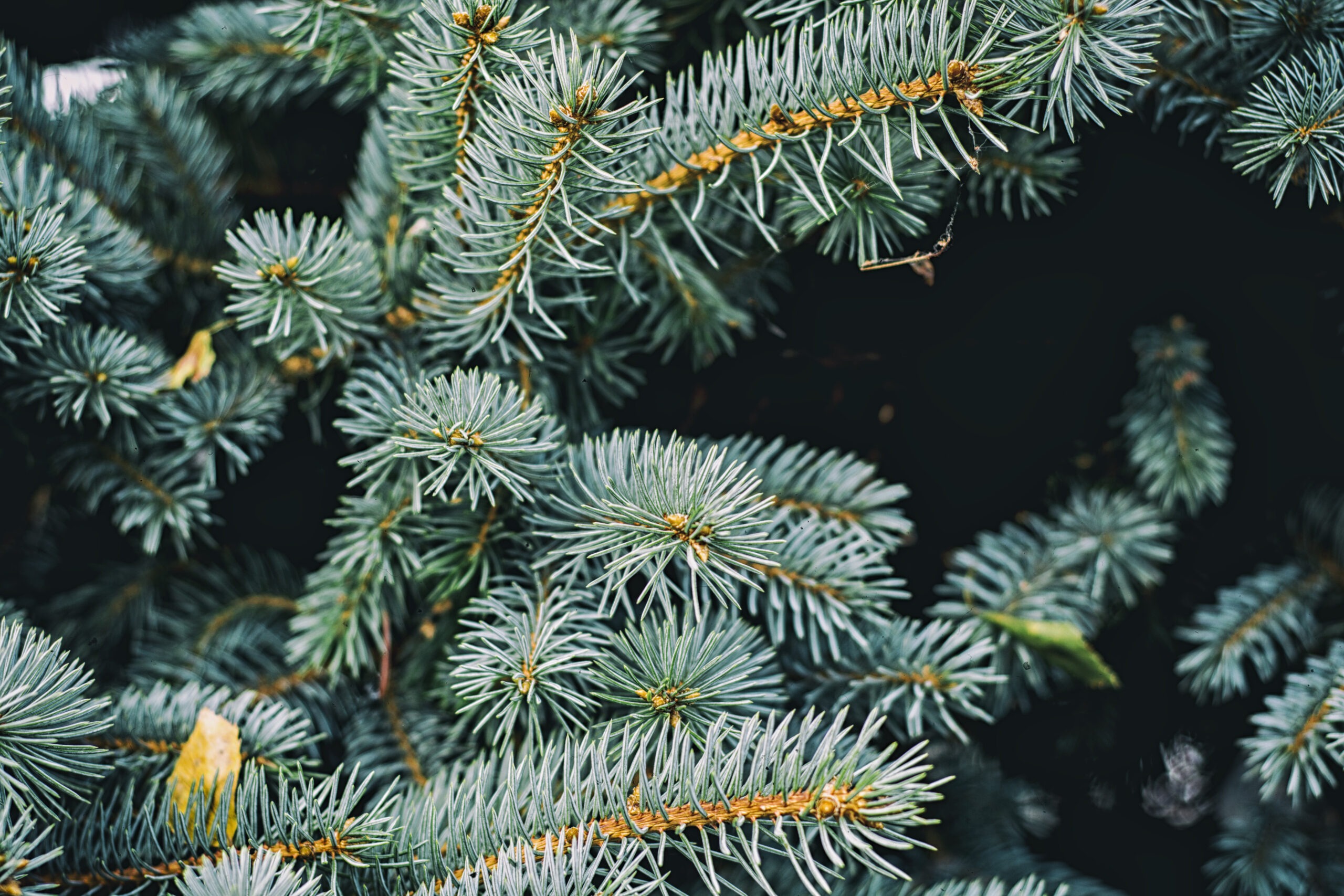 Jodła Jednobarwna (Abies concolor) 1 jodla jednobarwna scaled