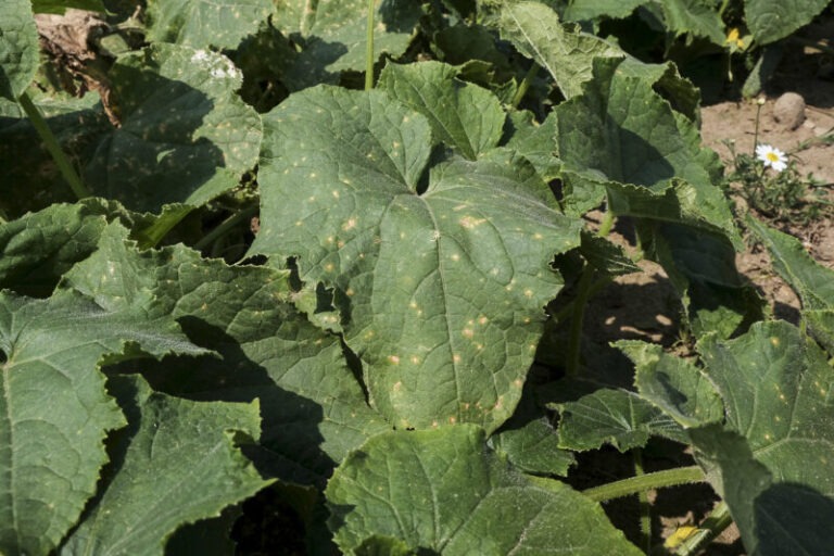 Kanciasta plamistość liści – objawy, zwalczanie i zapobieganie 10 kanciasta plamistosc lisci