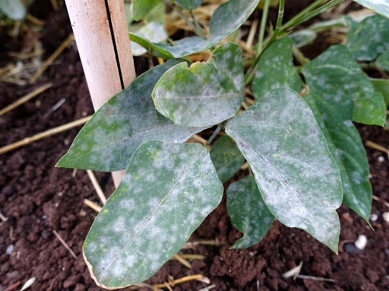 Mączniak prawdziwy a rzekomy – jak rozpoznać i skutecznie zwalczać 9 maczniak 1