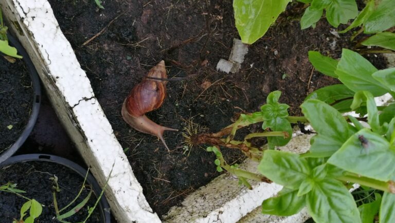 Ślimaki w ogrodzie – jak rozpoznać szkodniki i skutecznie je zwalczać 14 widok slimaka z wysokiego kata na polu