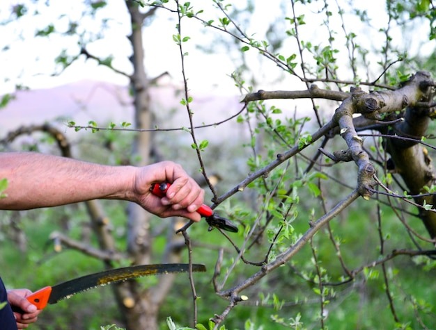 featured Kiedy przycina drzewa owocowe 1