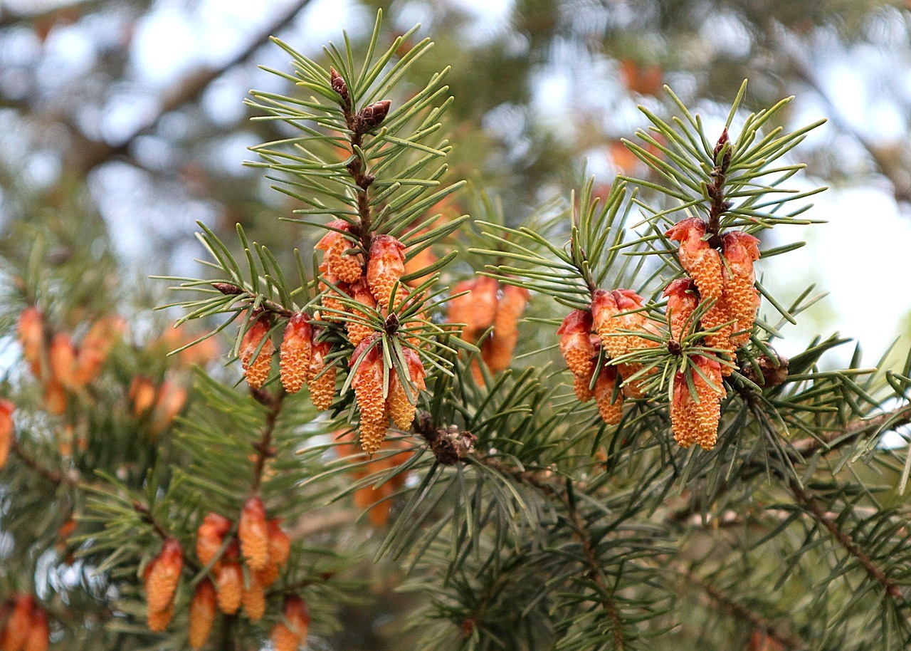 jarmila douglas 5174350 1280