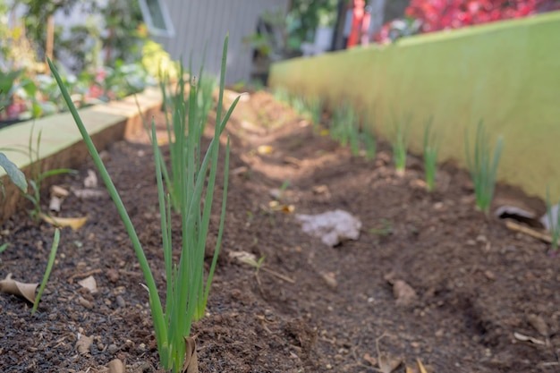 featured Co sia obok cebuli Najlepsze