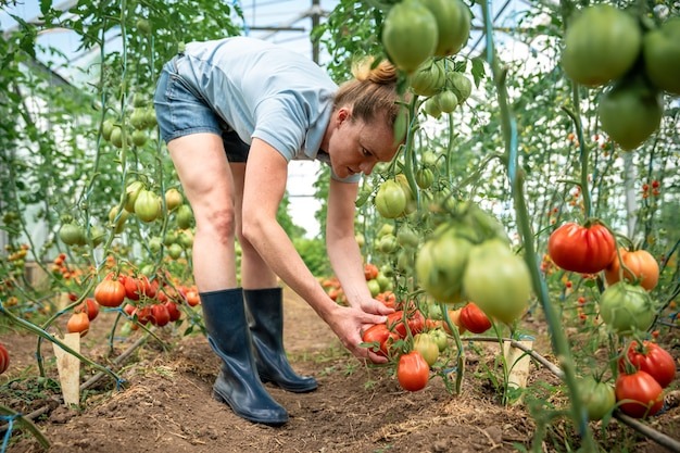 featured Co sia obok pomidor w