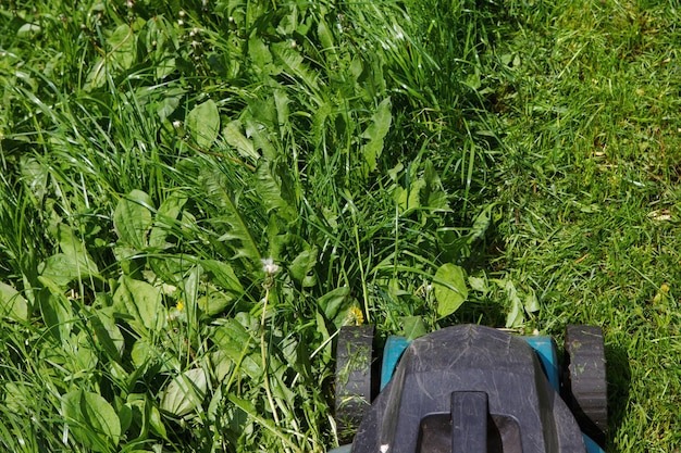 featured Jak pozby si chwast w z traw 1