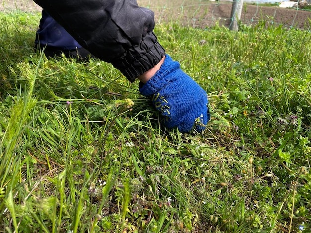 featured Jak pozby si chwast w z traw